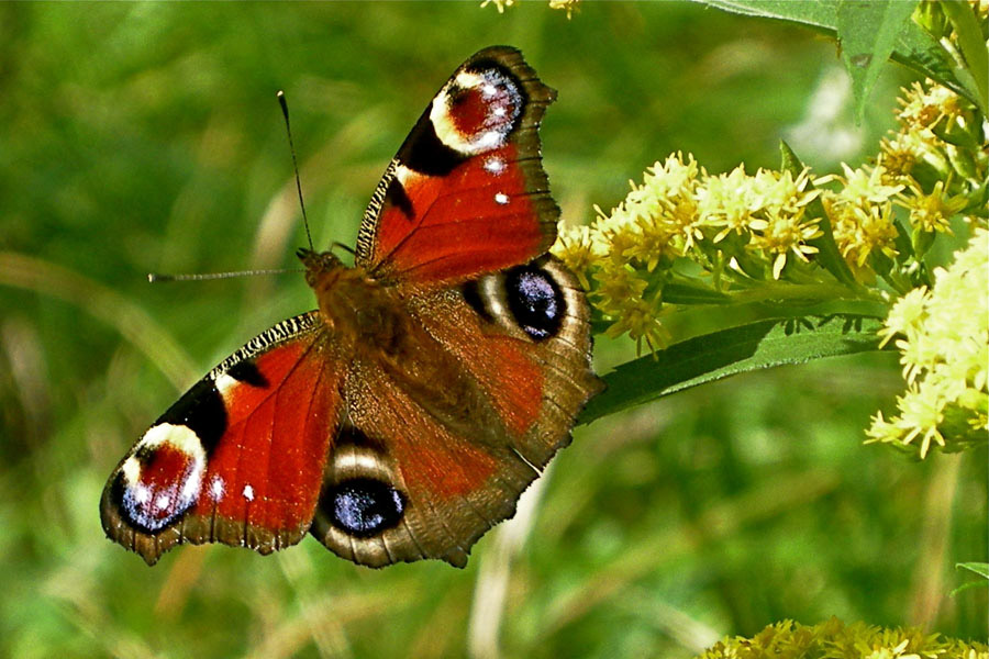 Schmetterling