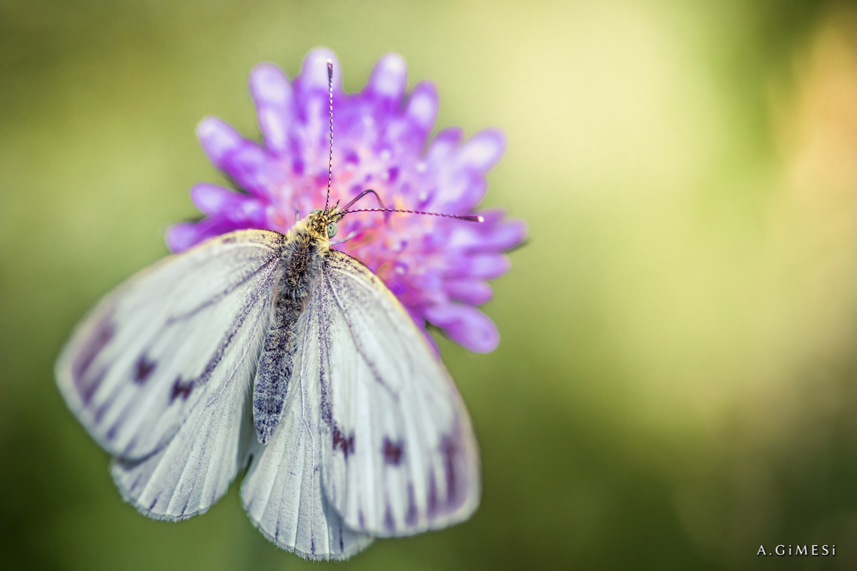 Schmetterling