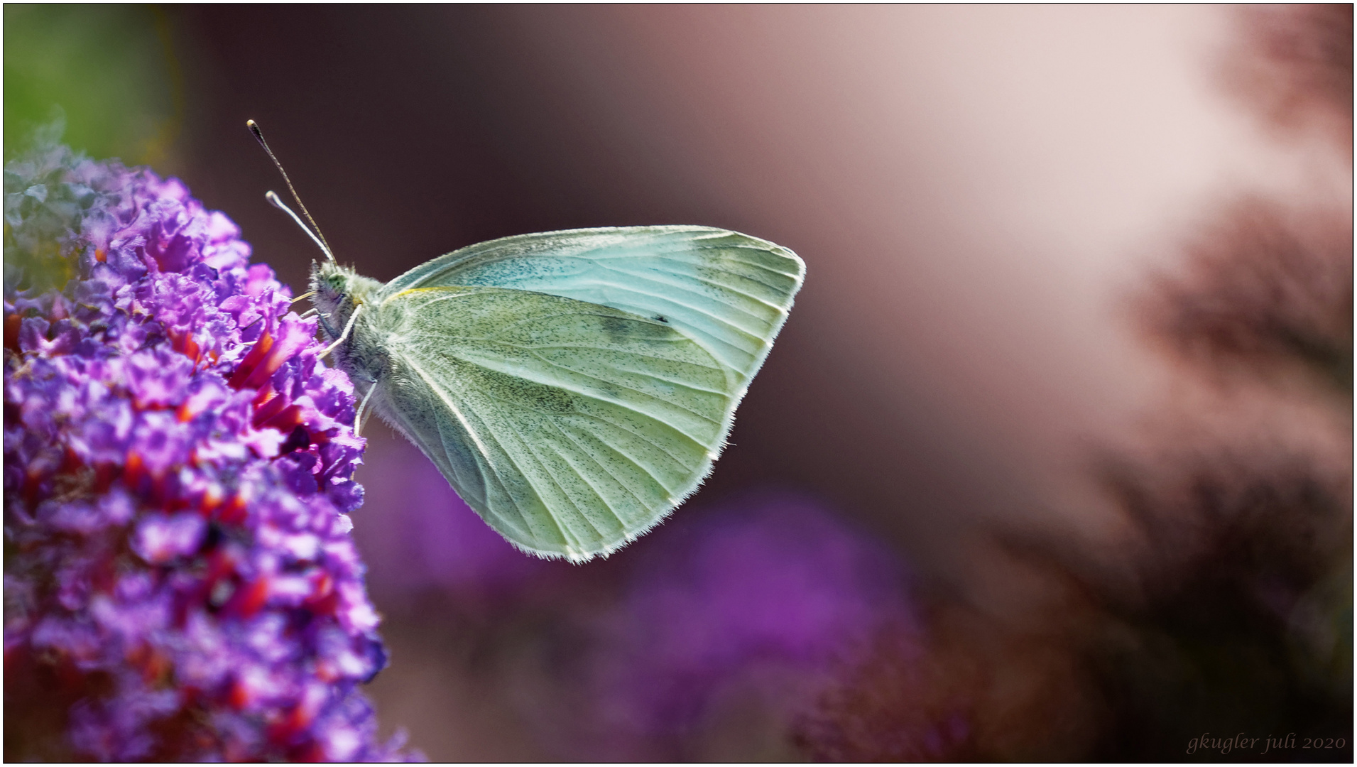 Schmetterling