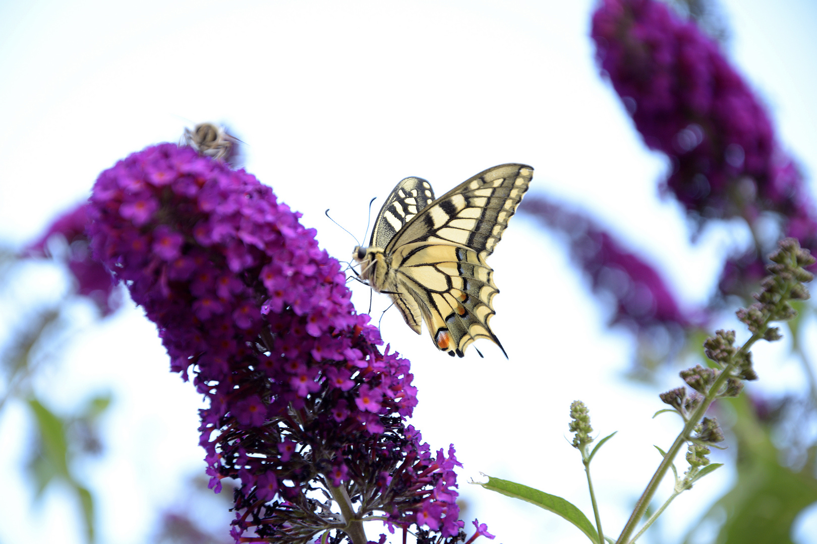 Schmetterling