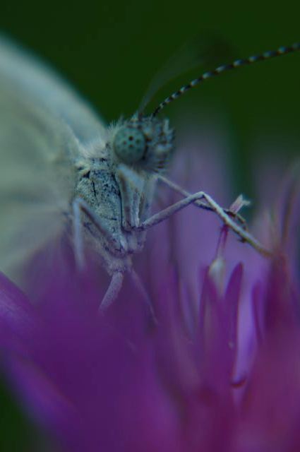 Schmetterling