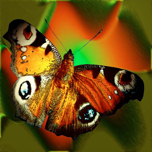 Schmetterling