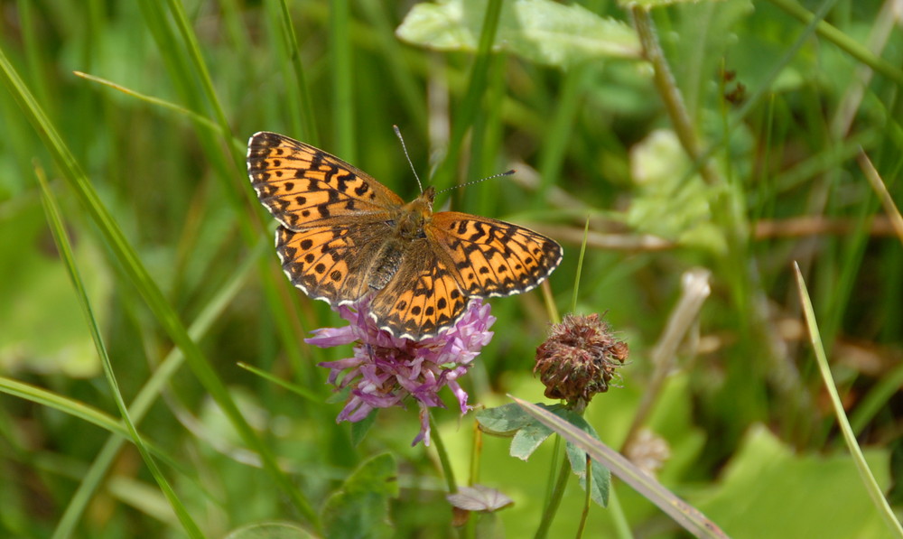 Schmetterling