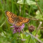 Schmetterling