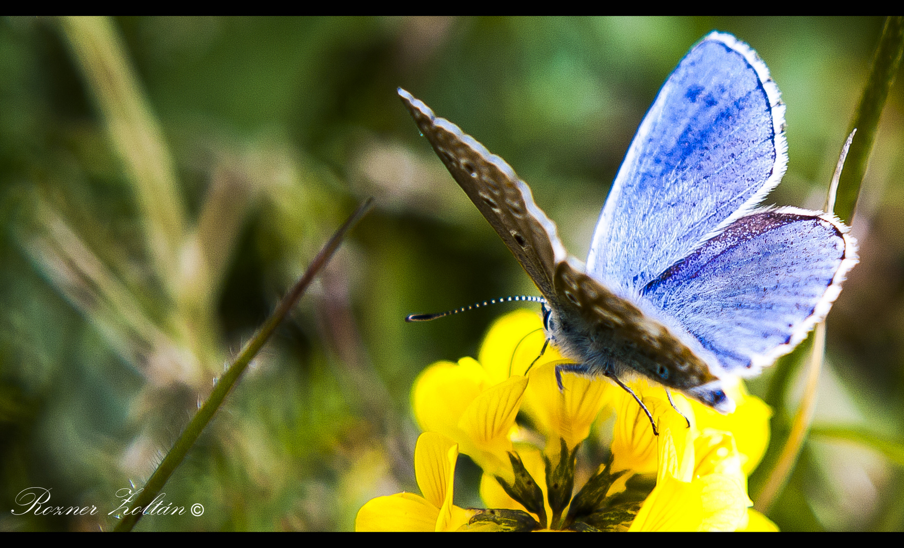 Schmetterling