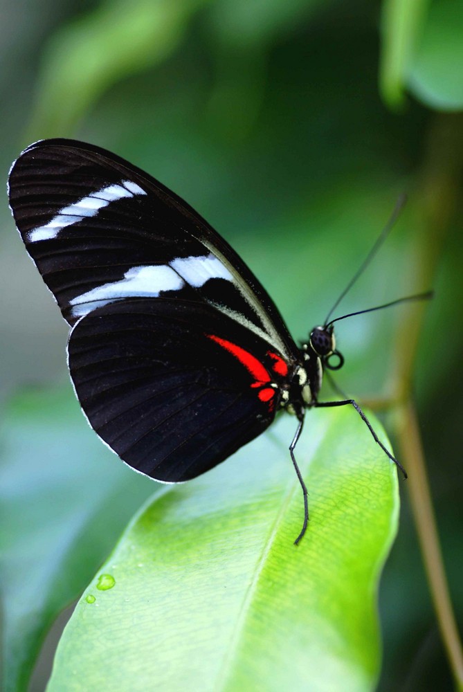 Schmetterling