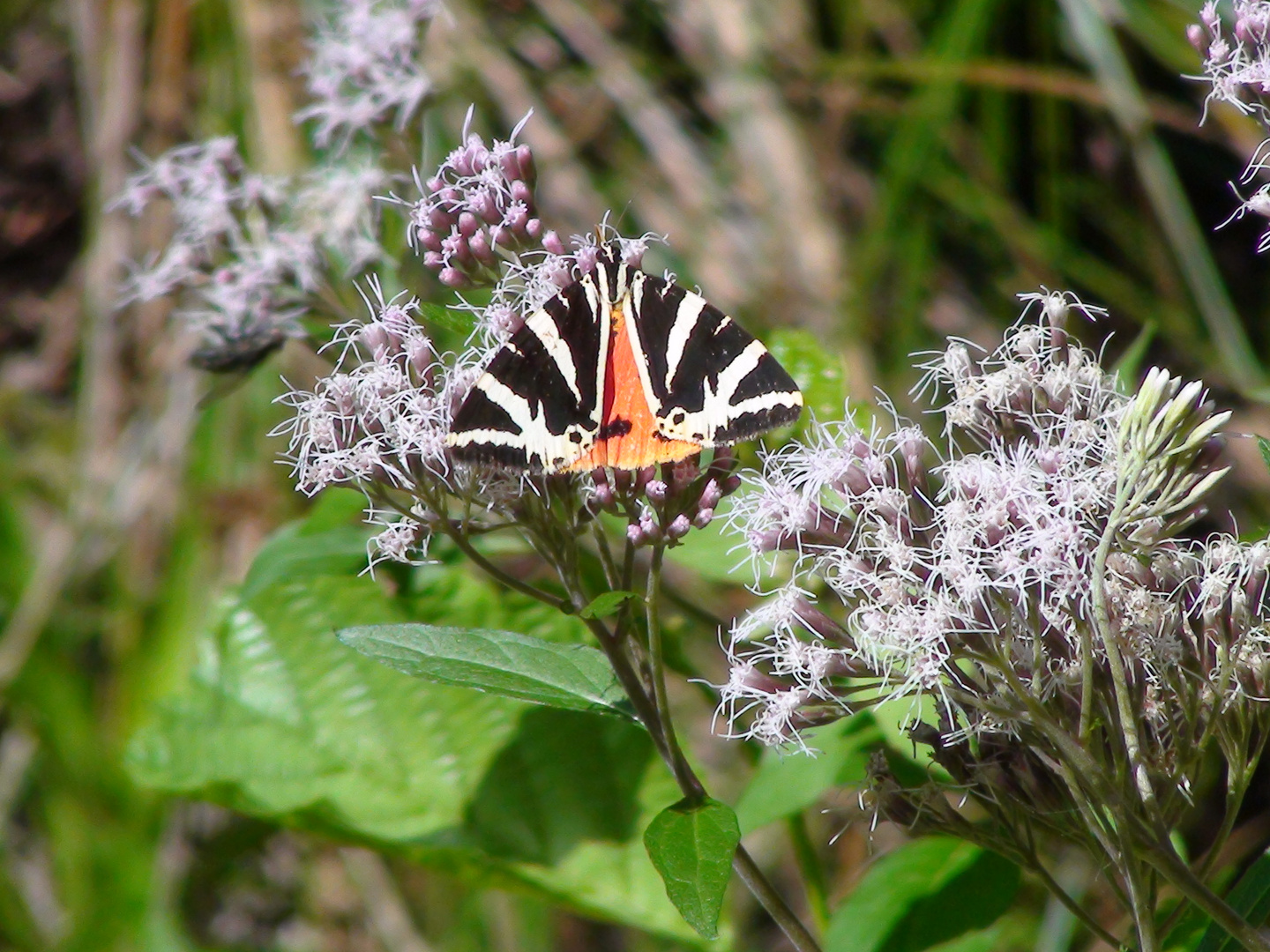 Schmetterling