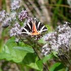 Schmetterling