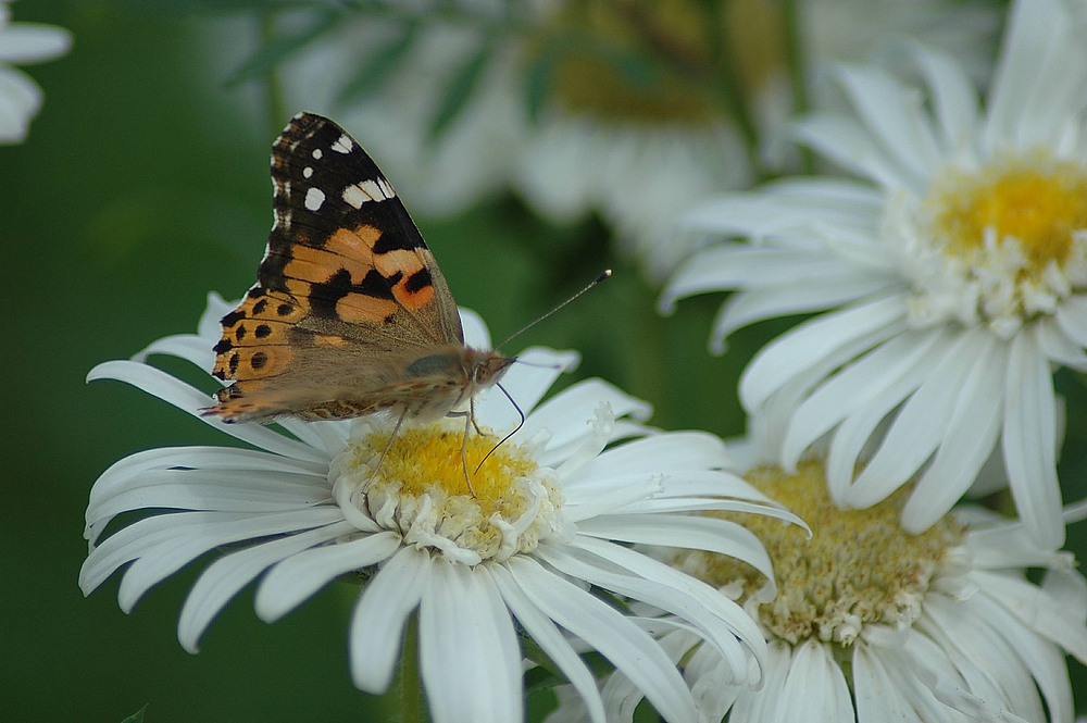 Schmetterling