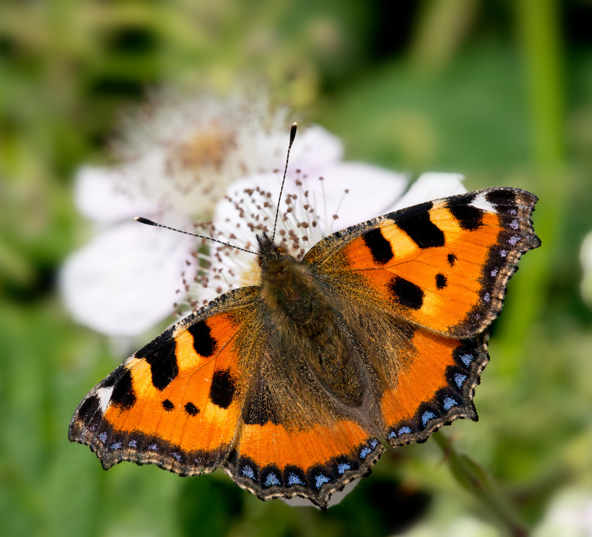 Schmetterling