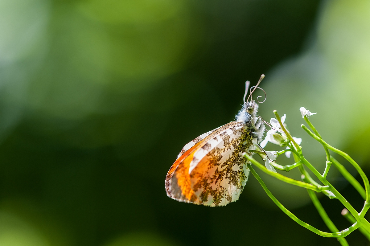 Schmetterling