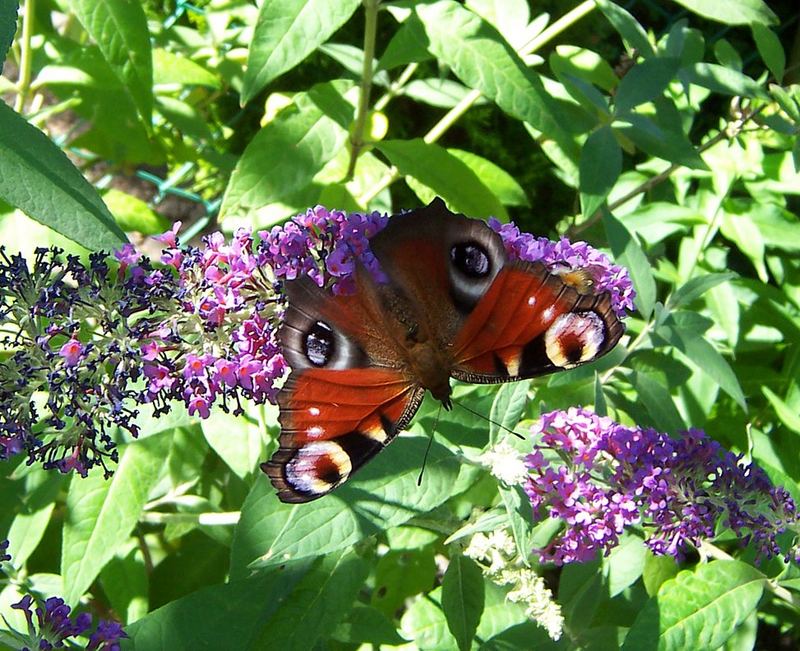 Schmetterling