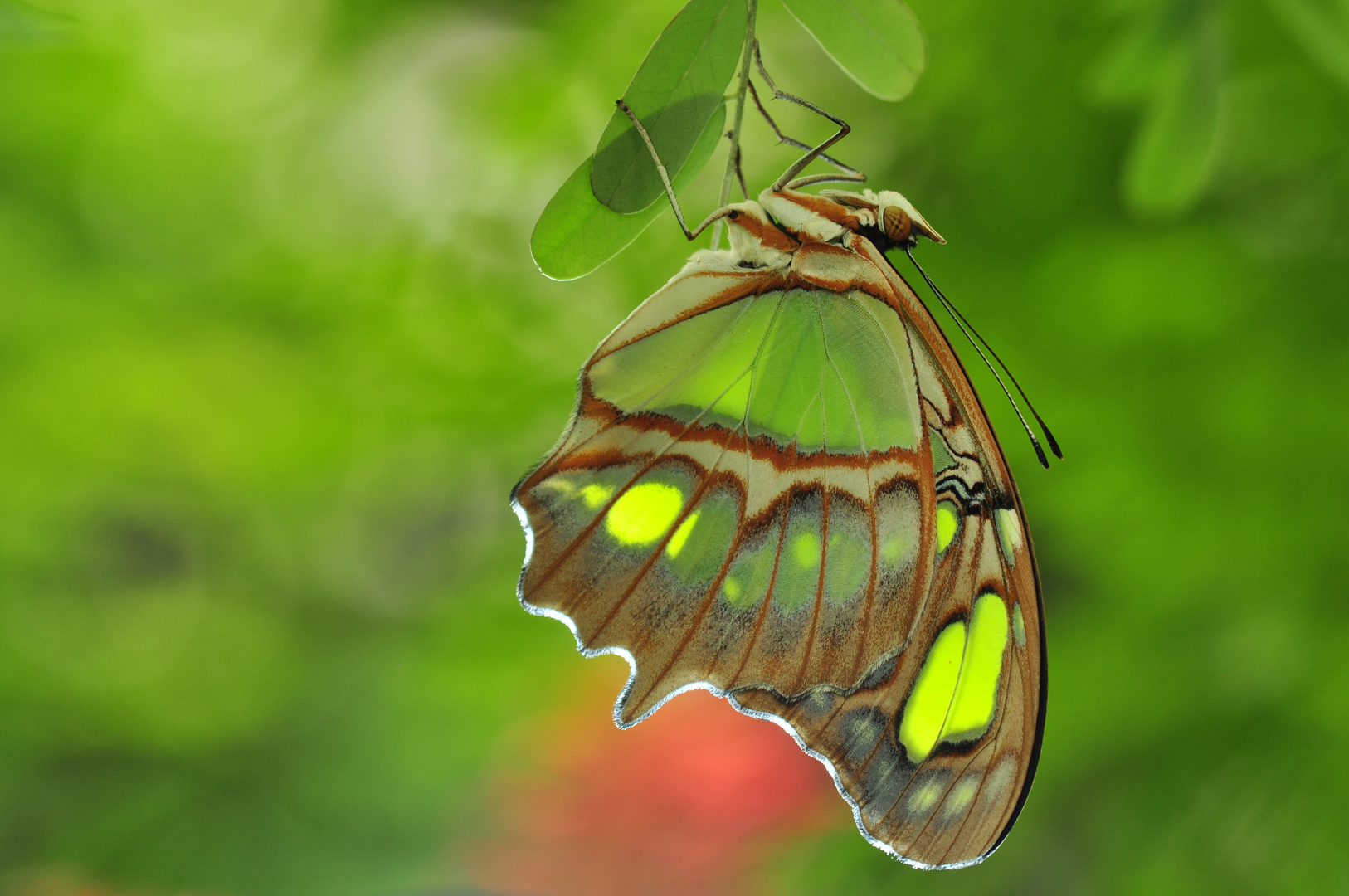 Schmetterling