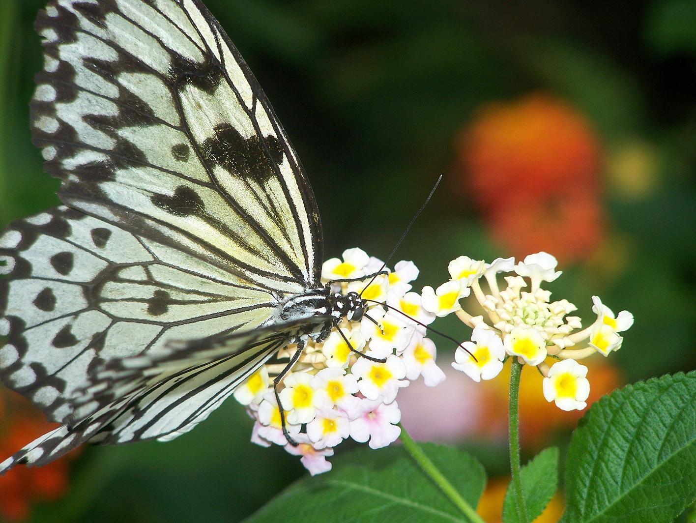 Schmetterling