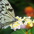 Schmetterling