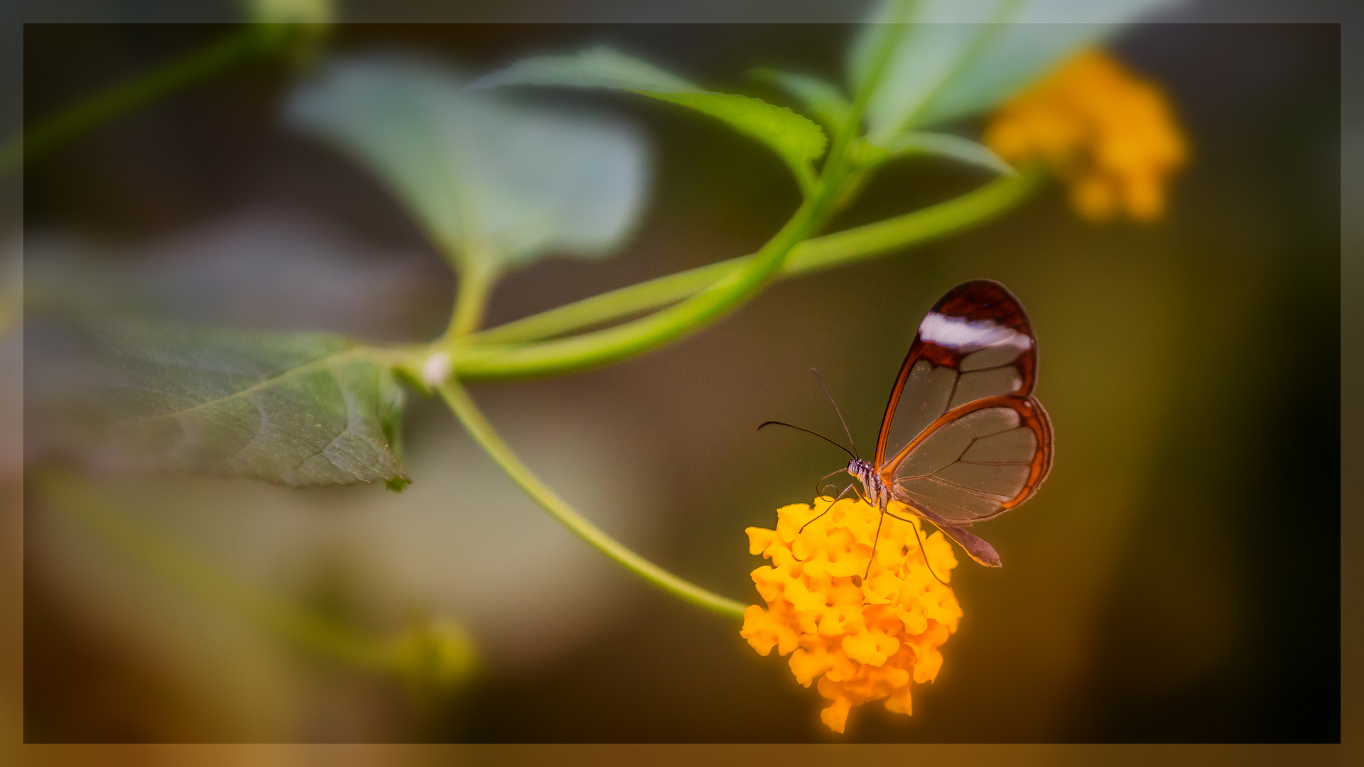 Schmetterling