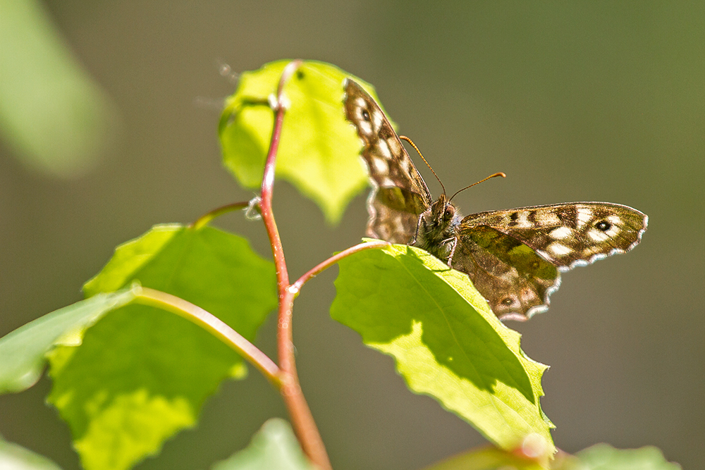 Schmetterling