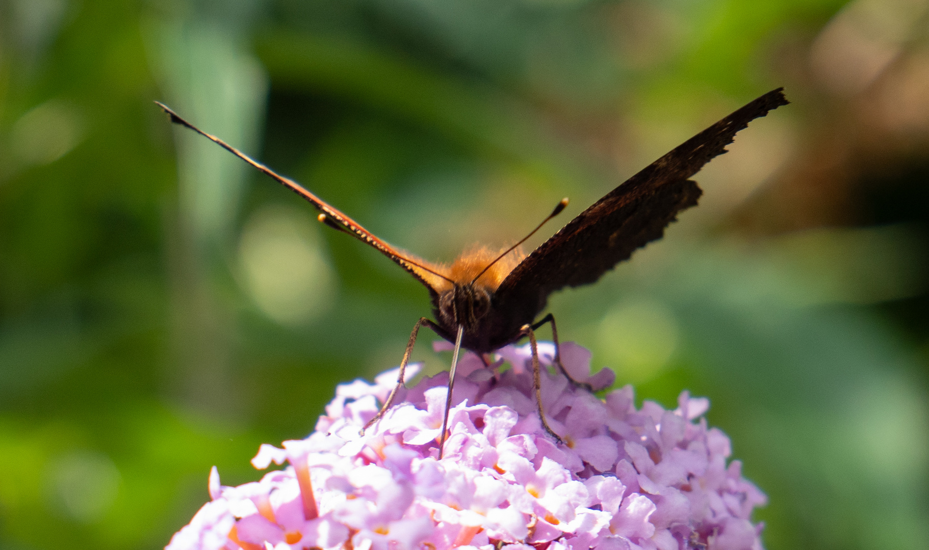 Schmetterling