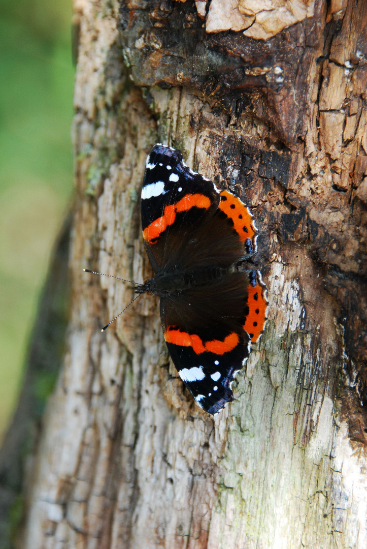 Schmetterling