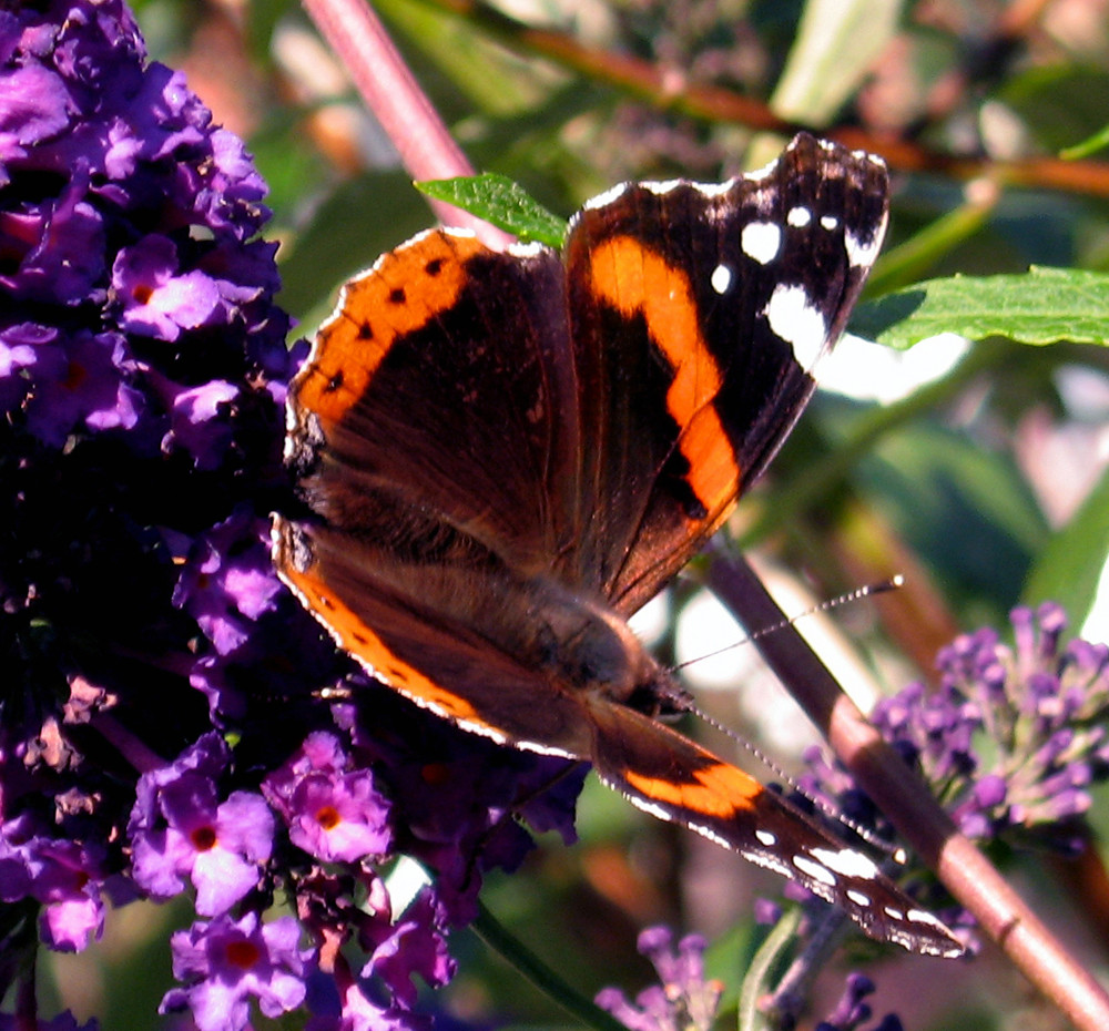 Schmetterling