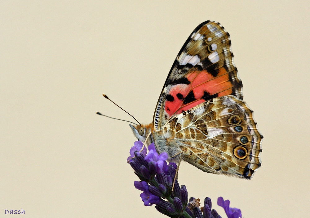 Schmetterling