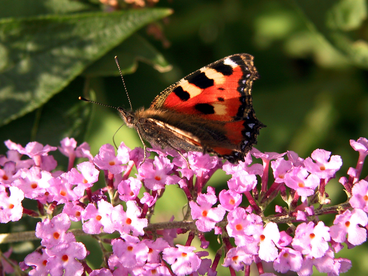 Schmetterling