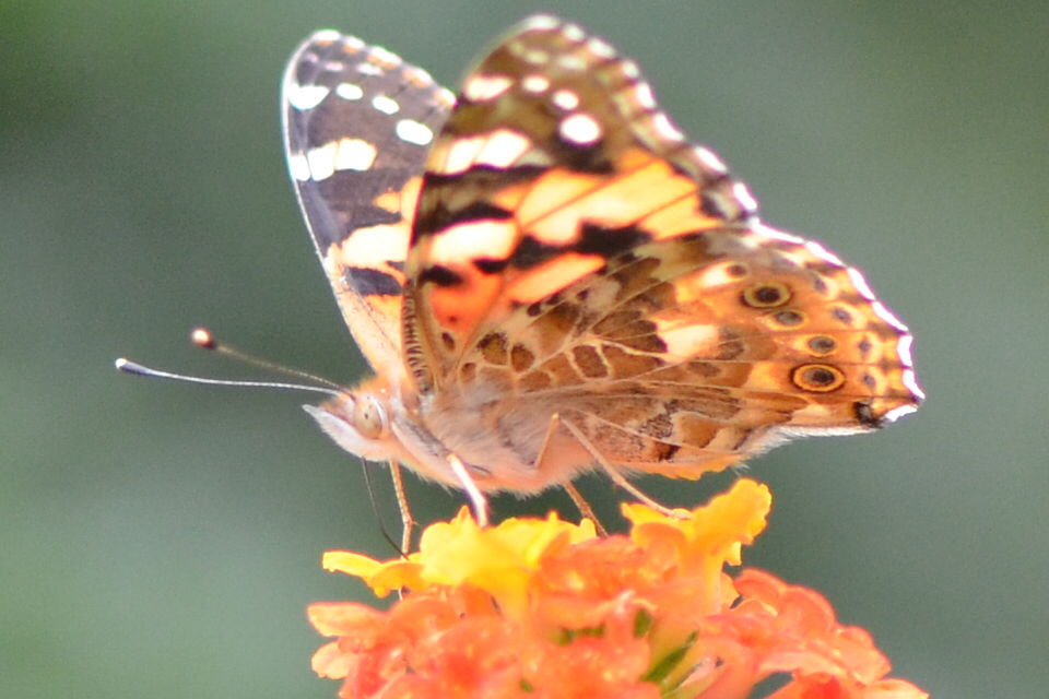 Schmetterling