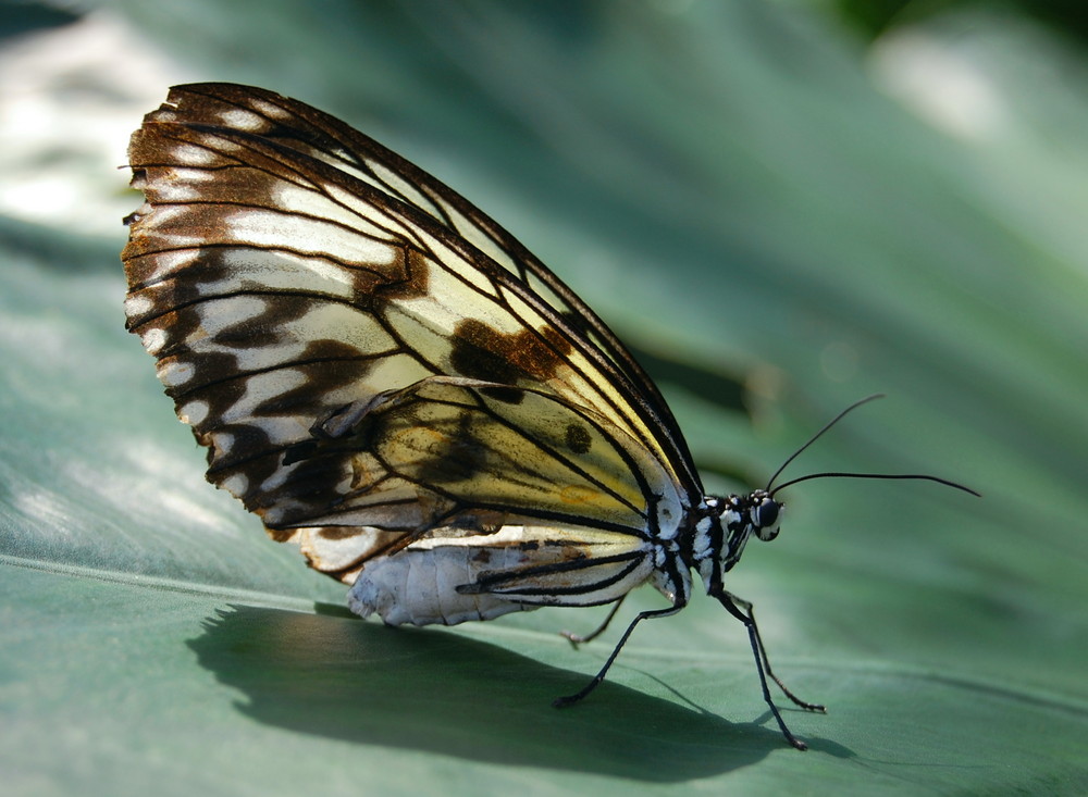 Schmetterling