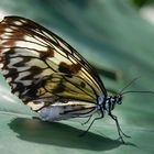 Schmetterling