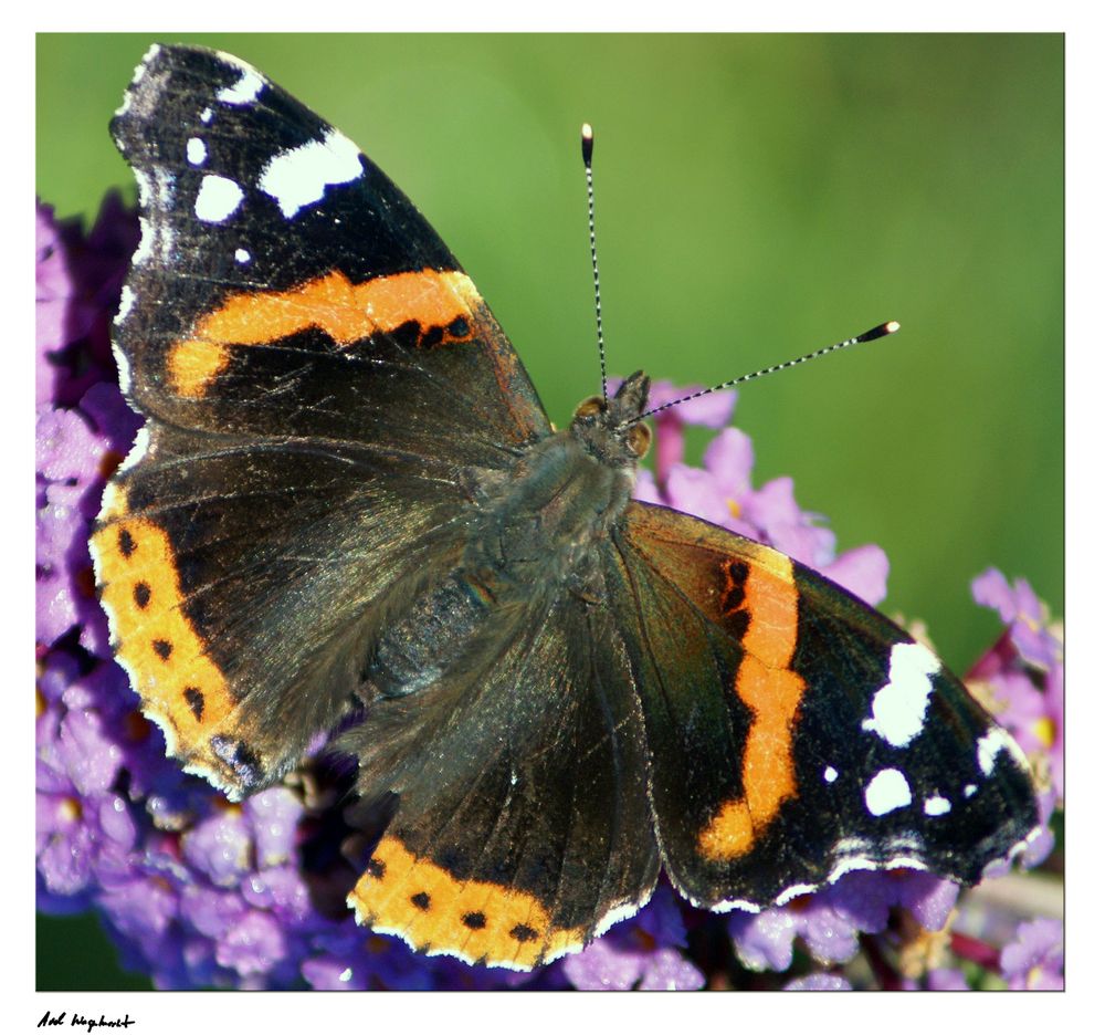 Schmetterling