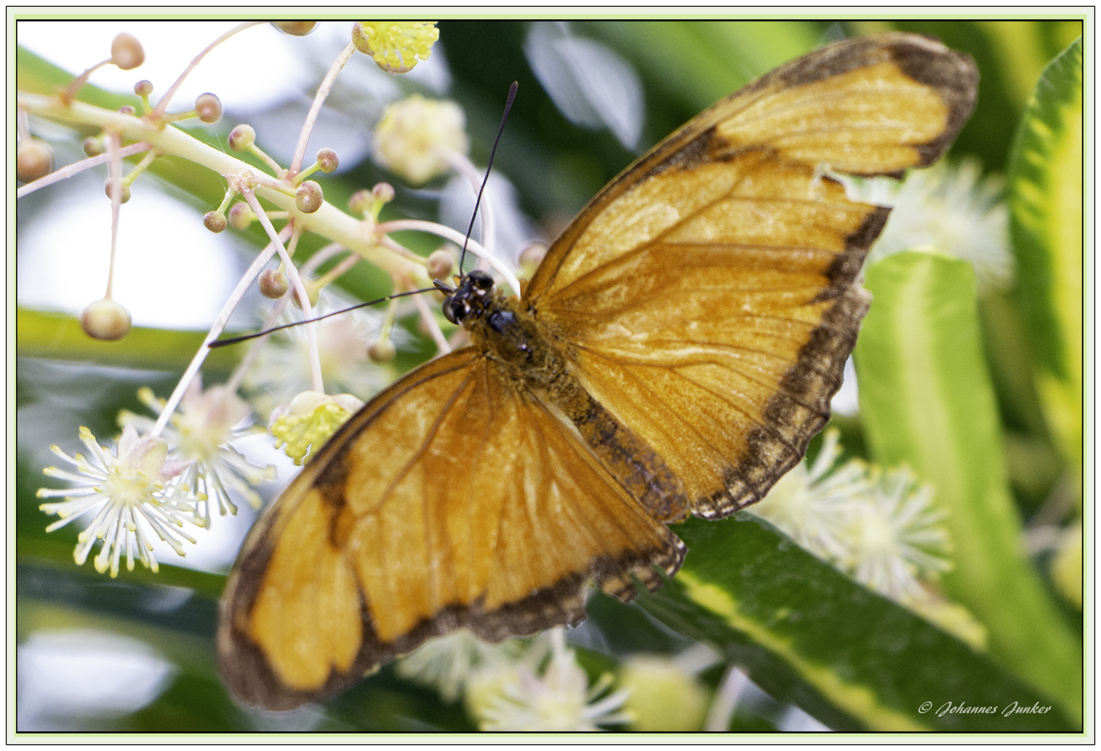 Schmetterling 