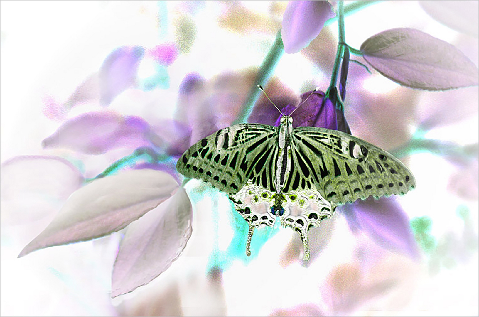   Schmetterling 