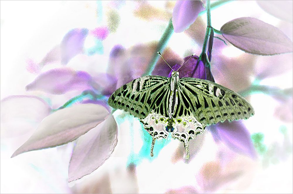   Schmetterling 