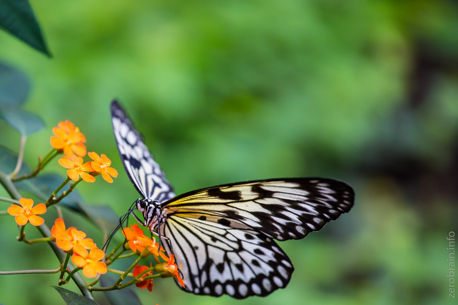 Schmetterling