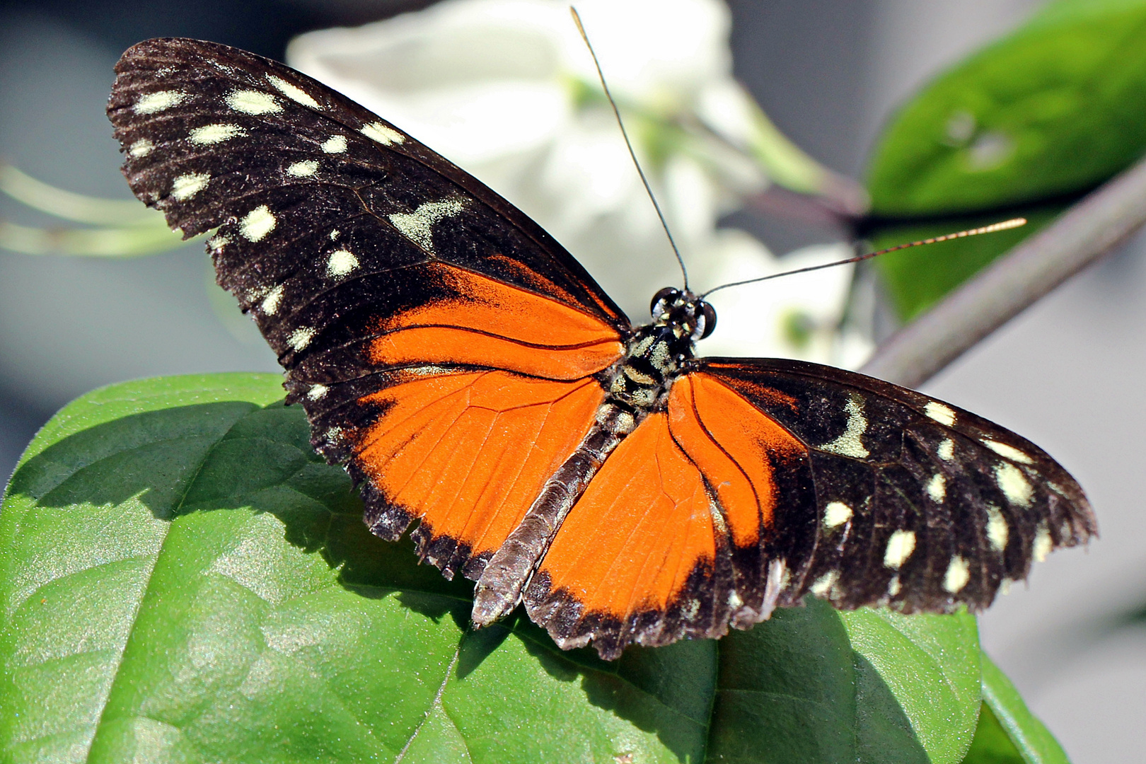 Schmetterling