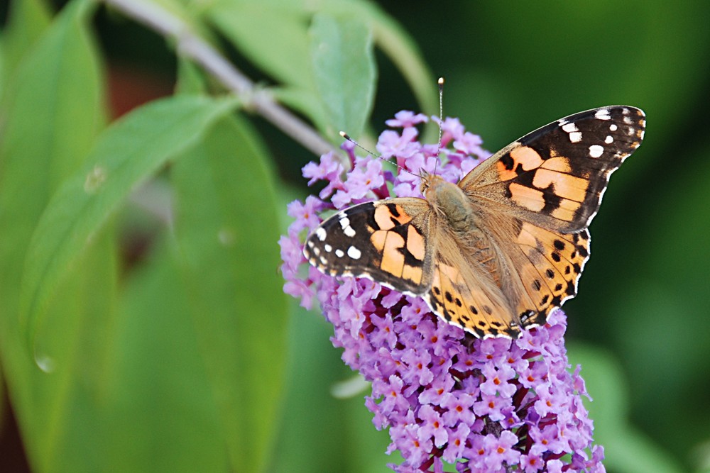 Schmetterling