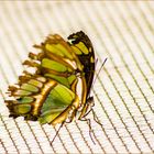 Schmetterling ...