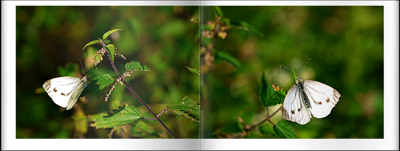 Schmetterling