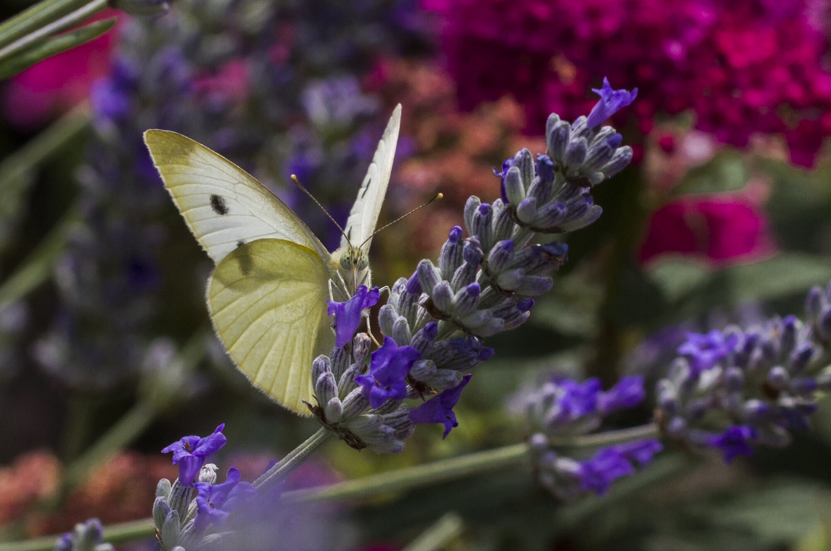 Schmetterling 