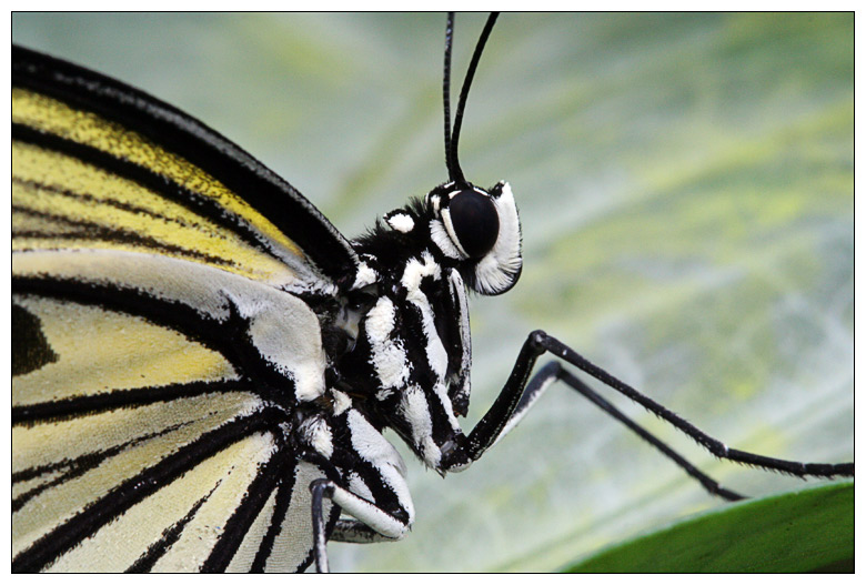 Schmetterling