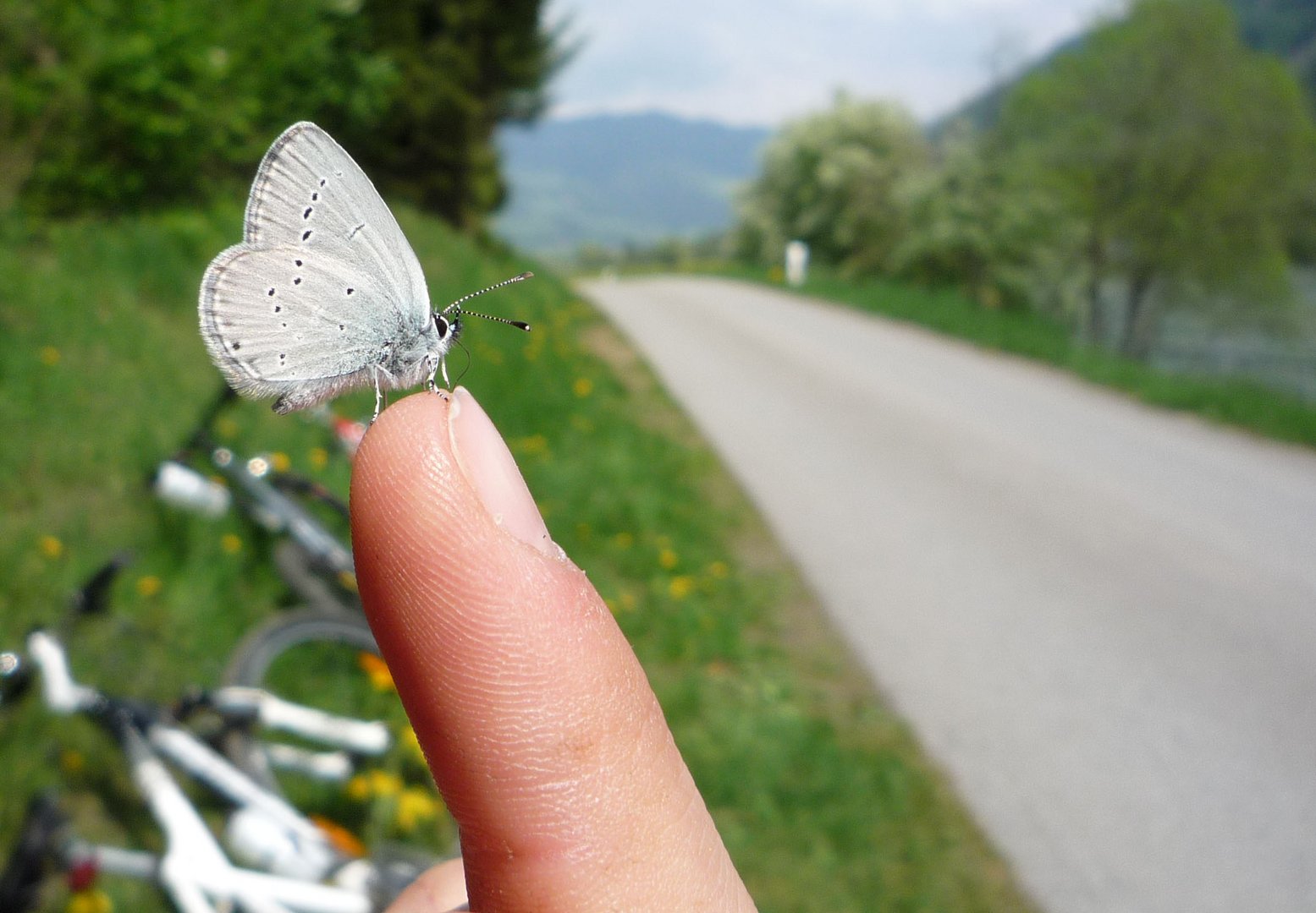 Schmetterling