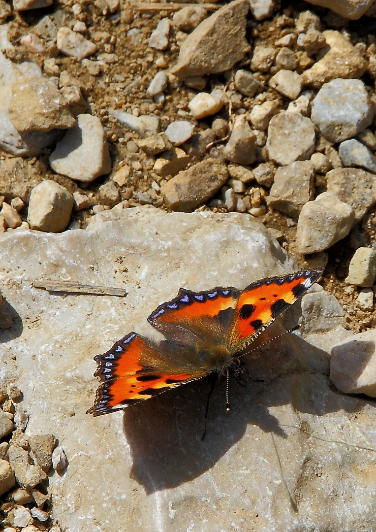 Schmetterling 