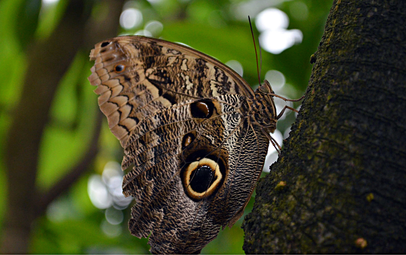 Schmetterling :)