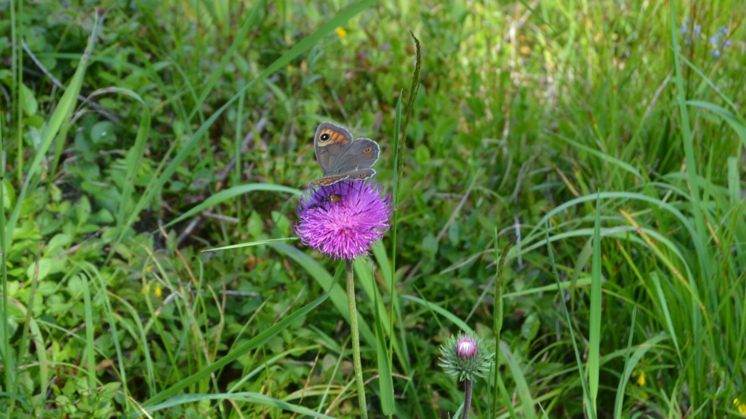 Schmetterling