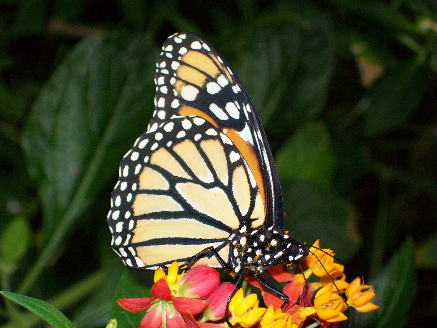 Schmetterling