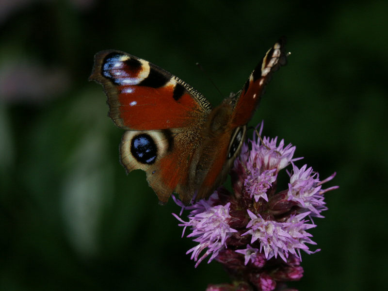 Schmetterling