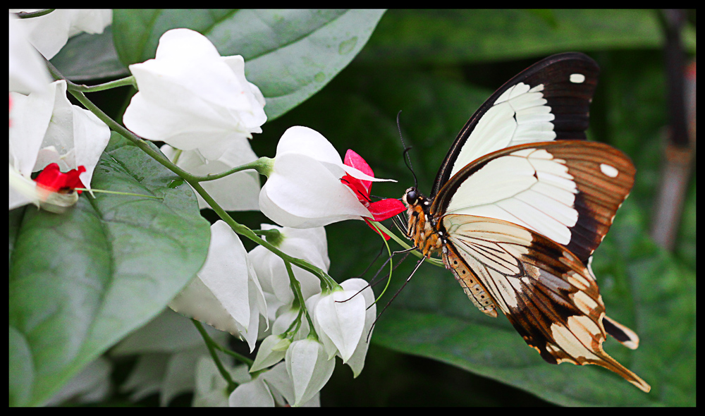 Schmetterling