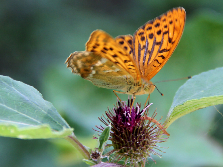 Schmetterling