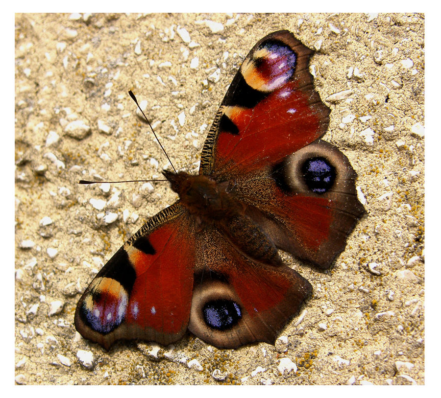 Schmetterling