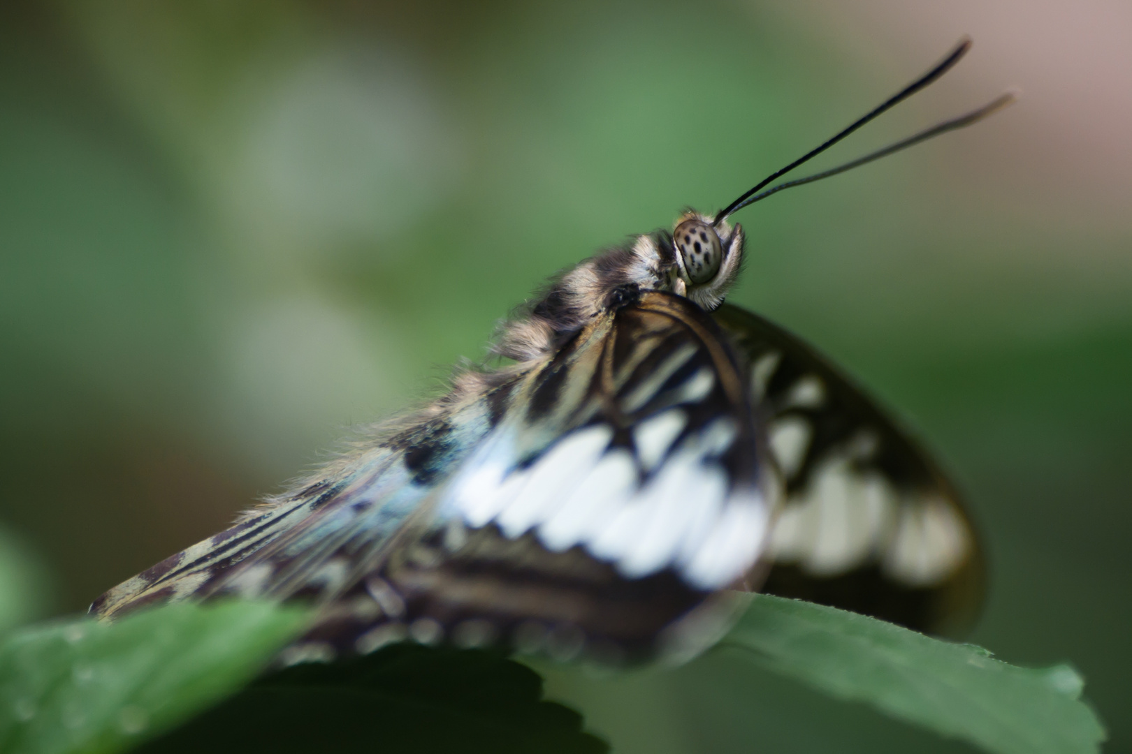 Schmetterling